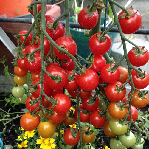 Tomato Sweet Aperitif